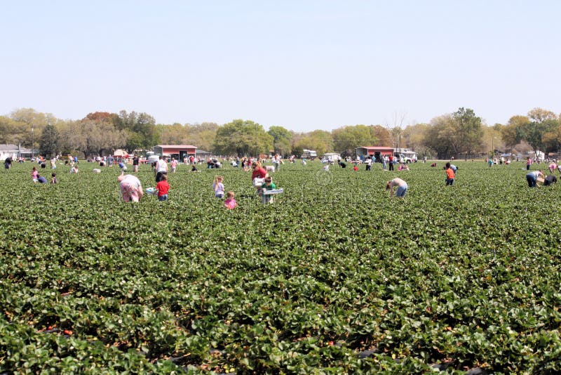 People strawberry picking at a farm. People strawberry picking at a farm