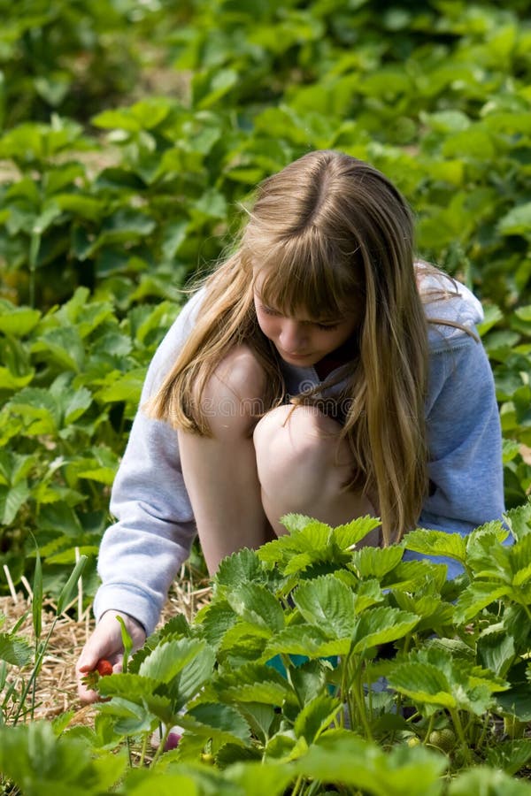 Pretty young girl picking strawberries in a strawberry patch. Pretty young girl picking strawberries in a strawberry patch.