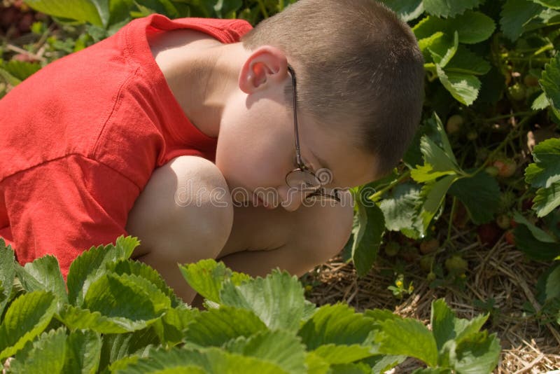 Young boy picking strawberries in a strawberry patch. Young boy picking strawberries in a strawberry patch.