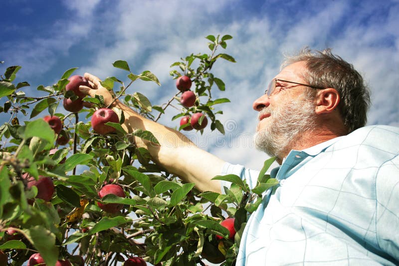 Middle-aged man picking apple in orchard. Middle-aged man picking apple in orchard