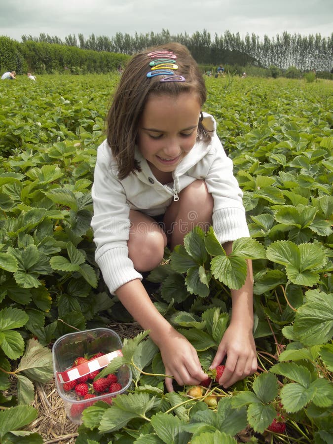 Young girl picking her own strawberries in a field. Young girl picking her own strawberries in a field