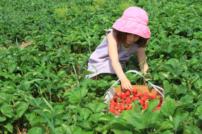 Cute little girl picking strawberries on the field. Cute little girl picking strawberries on the field