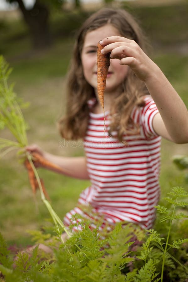 Little girl (7 years old) picking carrots out of vegetable garden. Little girl (7 years old) picking carrots out of vegetable garden