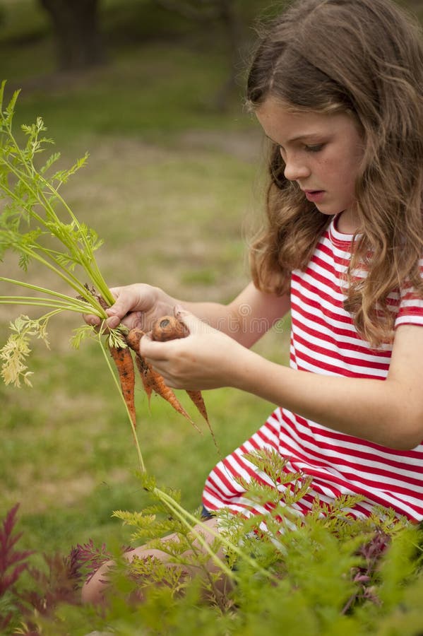 Little girl (7 years old) picking carrots out of vegetable garden. Little girl (7 years old) picking carrots out of vegetable garden