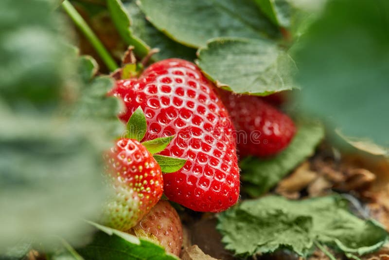 Picking fresh strawberries on the farm, Close up of fresh organic strawberries growing on a vine. Picking fresh strawberries on the farm, Close up of fresh organic strawberries growing on a vine