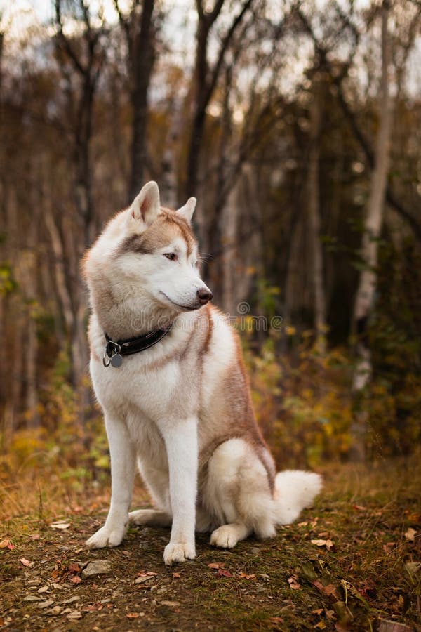 Het portret van Beige Siberische schor hond zit op het heuvel in de herfst bos stock afbeelding Het portret van Beige Siberische schor hond zit op het heuvel in de herfst bos stock afbeelding