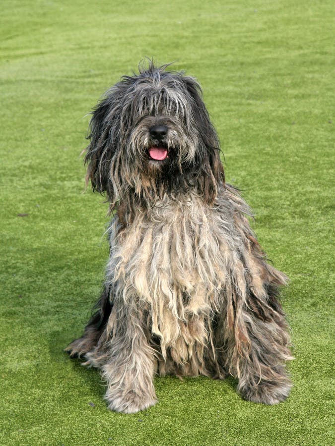 Het portret van Bergamasco-Herdershond stock foto's Het portret van Bergamasco-Herdershond stock foto's