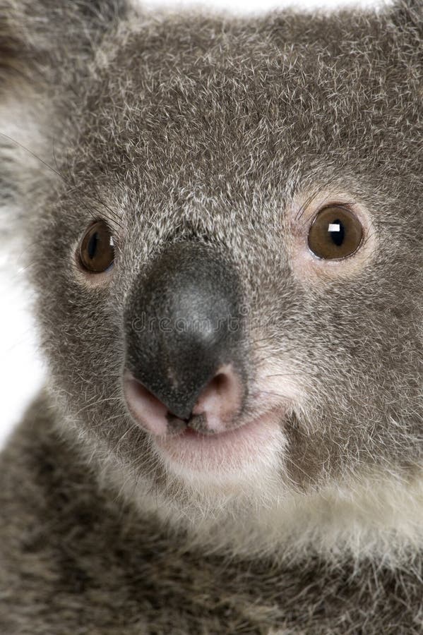 Het portret van de close-up van mannelijke Koala royalty-vrije stock afbeelding