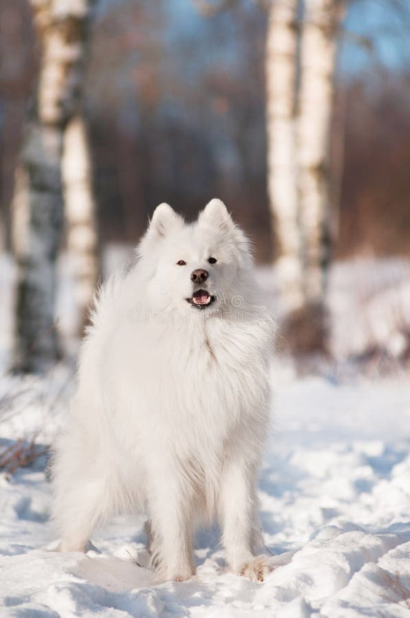 White fluffy dog winter portrait. White fluffy dog winter portrait