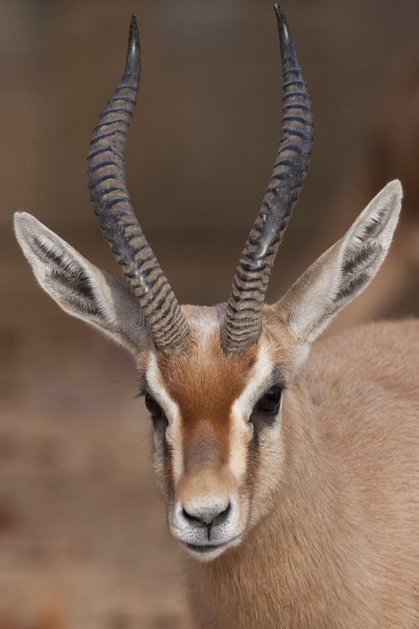 Het Portret van de Gazelle van Dorcas stock afbeeldingen Het Portret van de Gazelle van Dorcas stock afbeeldingen