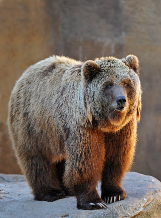 Portrait of a grizzly bear upright in the morning sunshine. Portrait of a grizzly bear upright in the morning sunshine