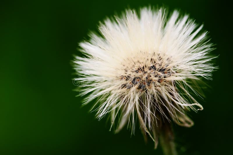 Close-up of beautiful fluffy dandelion. Close-up of beautiful fluffy dandelion