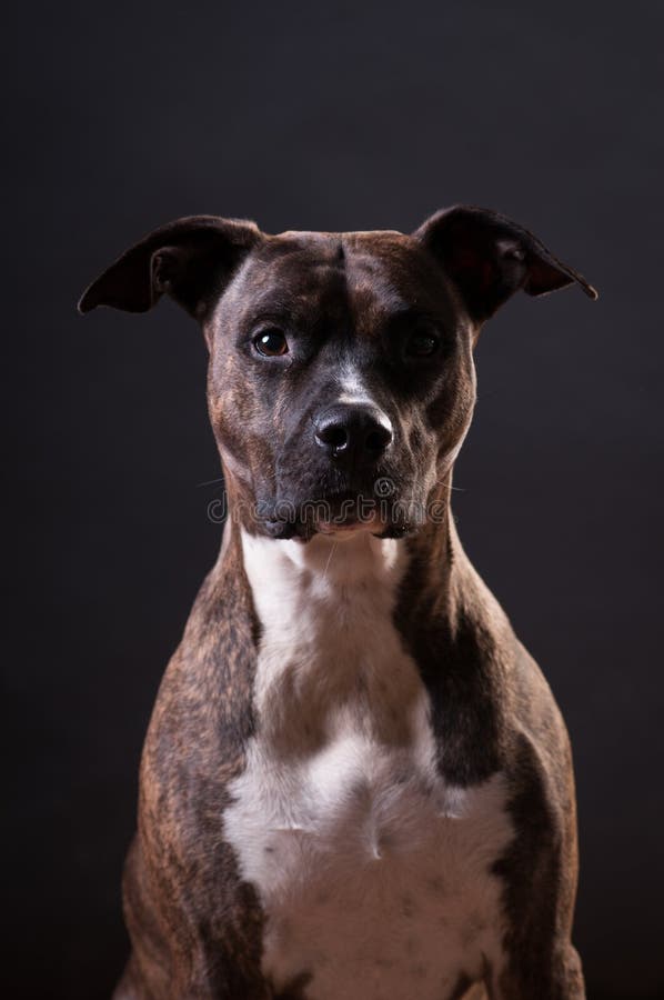 Het portret van de Pitbullterriër bij studio stock afbeelding Het portret van de Pitbullterriër bij studio stock afbeelding