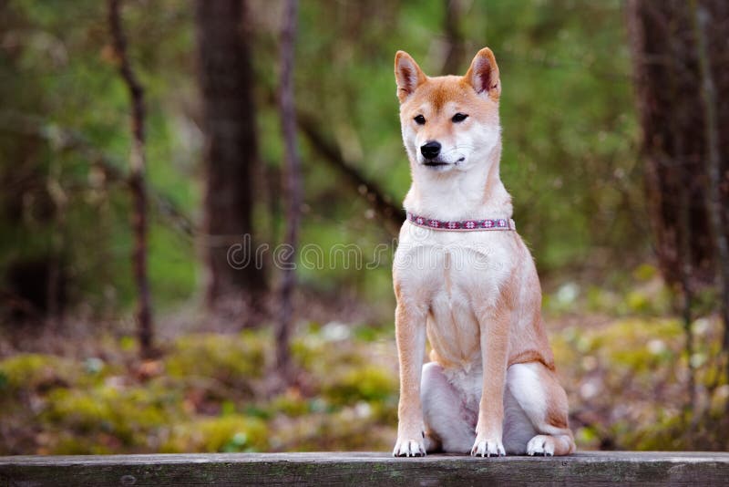 Het portret van de shiba-Inuhond stock afbeelding Het portret van de shiba-Inuhond stock afbeelding