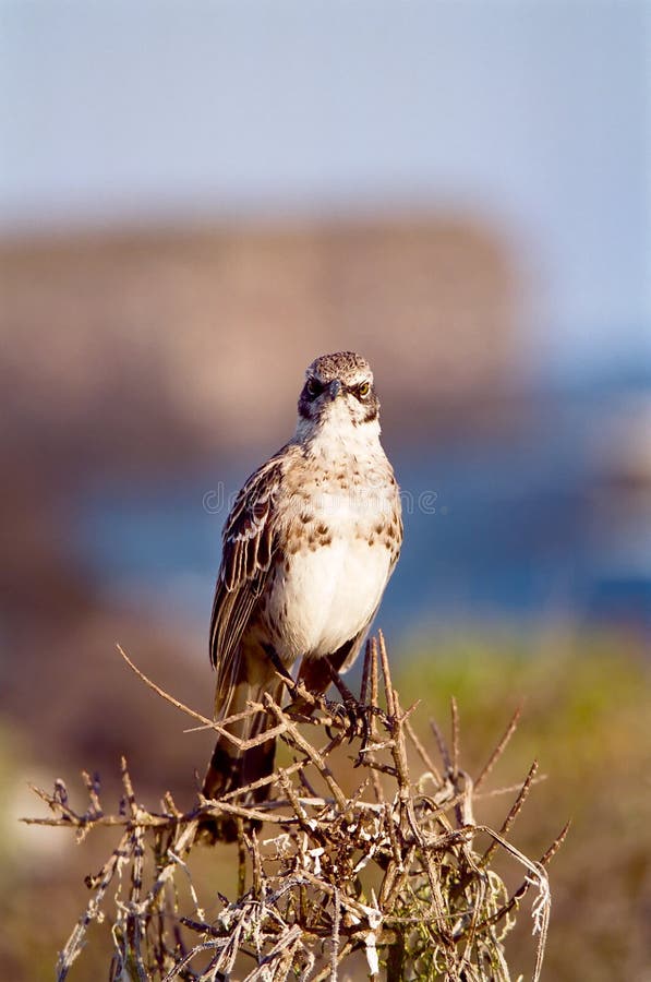 Het portret van de vogel royalty-vrije stock fotografie Het portret van de vogel royalty-vrije stock fotografie