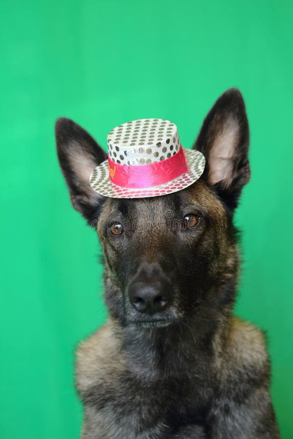 Het portret van een Belgische de Herdershond van Malinois met een offerte kijkt dragend een roze en witte zilveren hoed op een gr stock foto's Het portret van een Belgische de Herdershond van Malinois met een offerte kijkt dragend een roze en witte zilveren hoed op een gr stock foto's