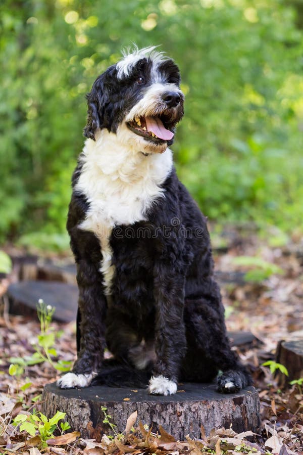 Het Portugese Waterhond Stellen op een Stomp in het Hout royalty-vrije stock fotografie Het Portugese Waterhond Stellen op een Stomp in het Hout royalty-vrije stock fotografie
