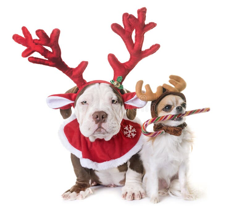 Het puppy Amerikaan intimideert, chihuahua en Kerstmis stock afbeelding Het puppy Amerikaan intimideert, chihuahua en Kerstmis stock afbeelding
