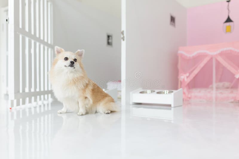 Het puppy leuk huisdier van de Pomeranianhond thuis stock foto's Het puppy leuk huisdier van de Pomeranianhond thuis stock foto's