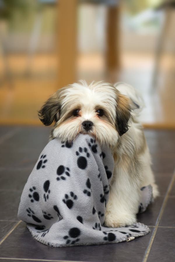 Cute lhasa apso puppy plays with its blanket. Cute lhasa apso puppy plays with its blanket