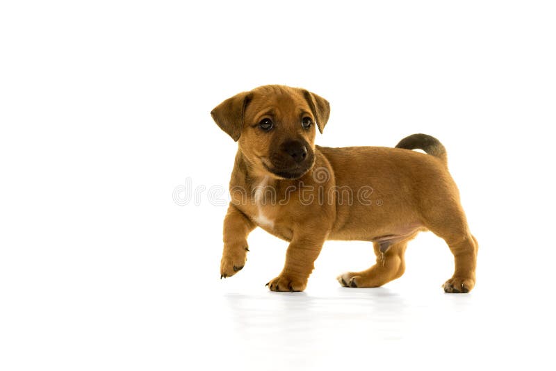 Het Puppy Van Bruin Die, Tan Jack Russel in Wit Wordt Geïsoleerd Stock Foto Image of achtergrond, geïsoleerd: 85091334