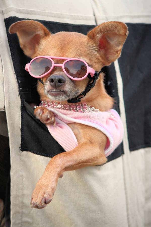 Het puppy van Chihuahua stock fotografie Het puppy van Chihuahua stock fotografie