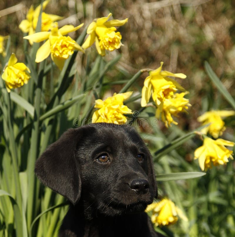Het Puppy van Cutielabrador in de gele narcissen