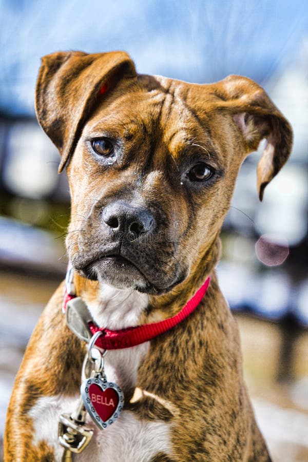 A boxer puppy stands outside in front of a bright blue sky. A boxer puppy stands outside in front of a bright blue sky