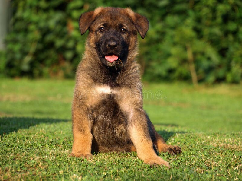 Het puppy van de Duitse herder