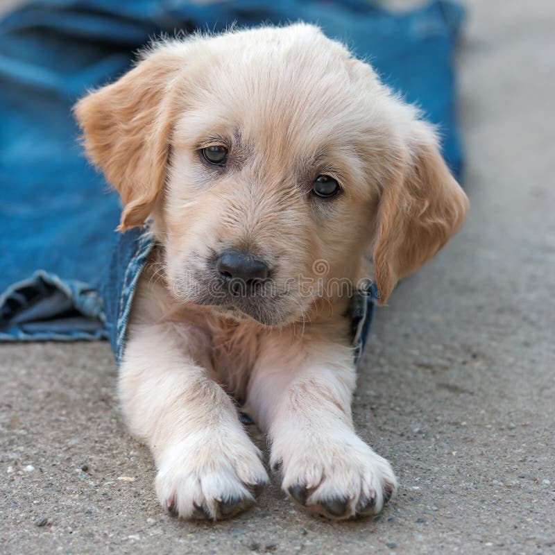Het puppy van de golden retrieverhond in denim die op de grond leggen royalty-vrije stock fotografie Het puppy van de golden retrieverhond in denim die op de grond leggen royalty-vrije stock fotografie