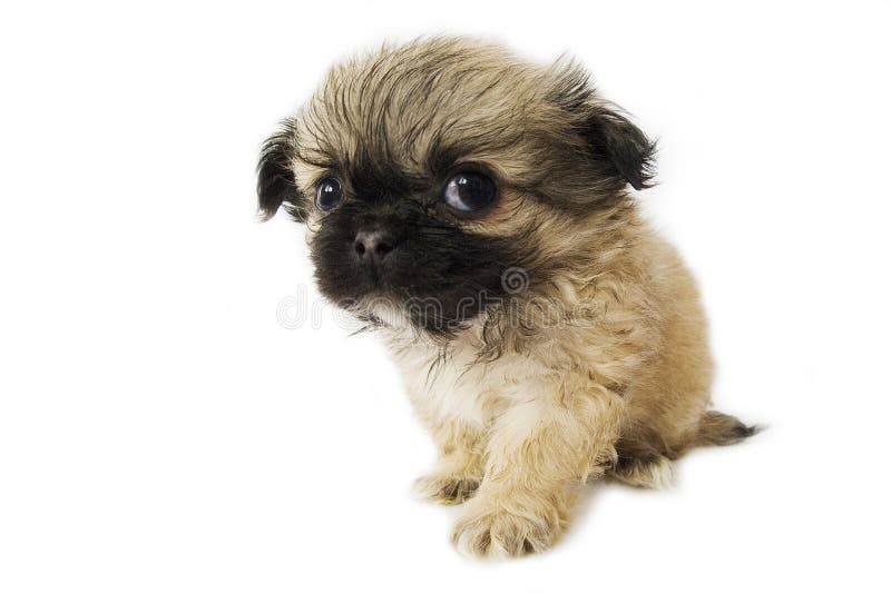 Cute little pekingese puppy on white background. Cute little pekingese puppy on white background.