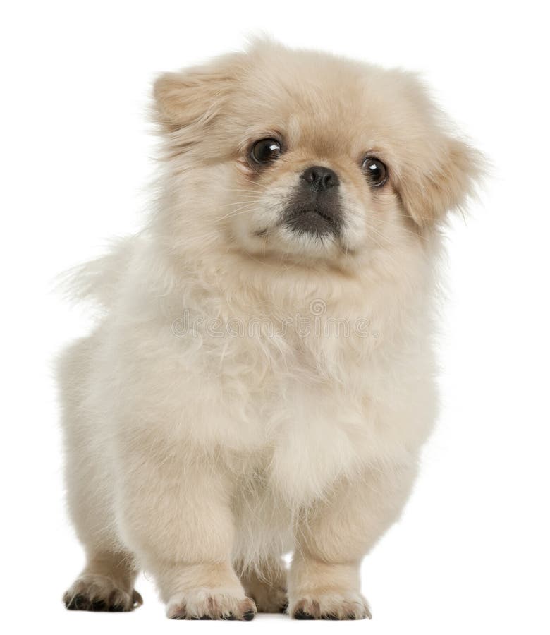 Het puppy van de pekinees, 5 maanden oud, status royalty-vrije stock fotografie Het puppy van de pekinees, 5 maanden oud, status royalty-vrije stock fotografie