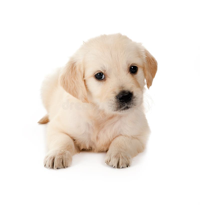 Golden retriever puppy of 6 weeks old on a white background. Golden retriever puppy of 6 weeks old on a white background