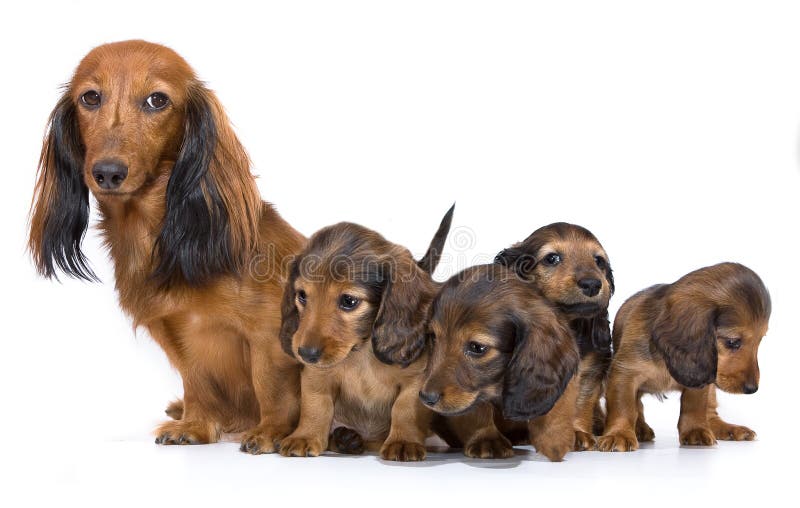 Dachshund puppy family longhaired miniature. Dachshund puppy family longhaired miniature