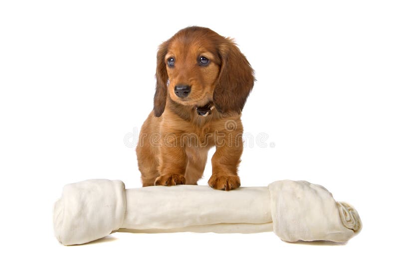 Cute standard dachshund puppy and a white bone, isolated on a white background. Cute standard dachshund puppy and a white bone, isolated on a white background