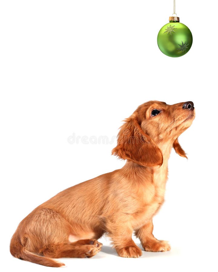 Isolated dachshund puppy looking up at a green Christmas ornament. Isolated dachshund puppy looking up at a green Christmas ornament.