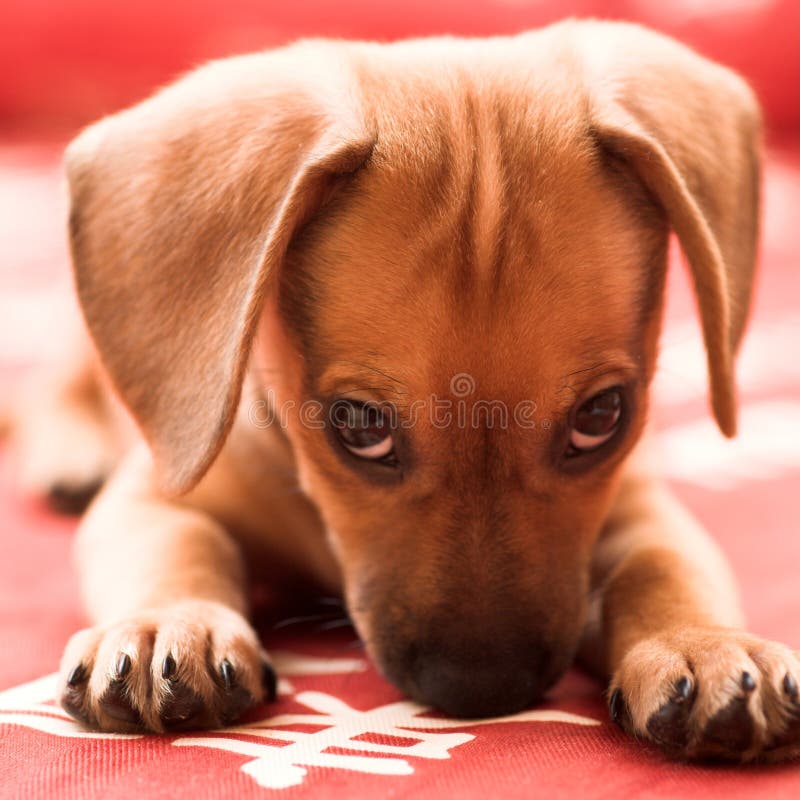 Dachshund puppy lay on red sofa. Dachshund puppy lay on red sofa