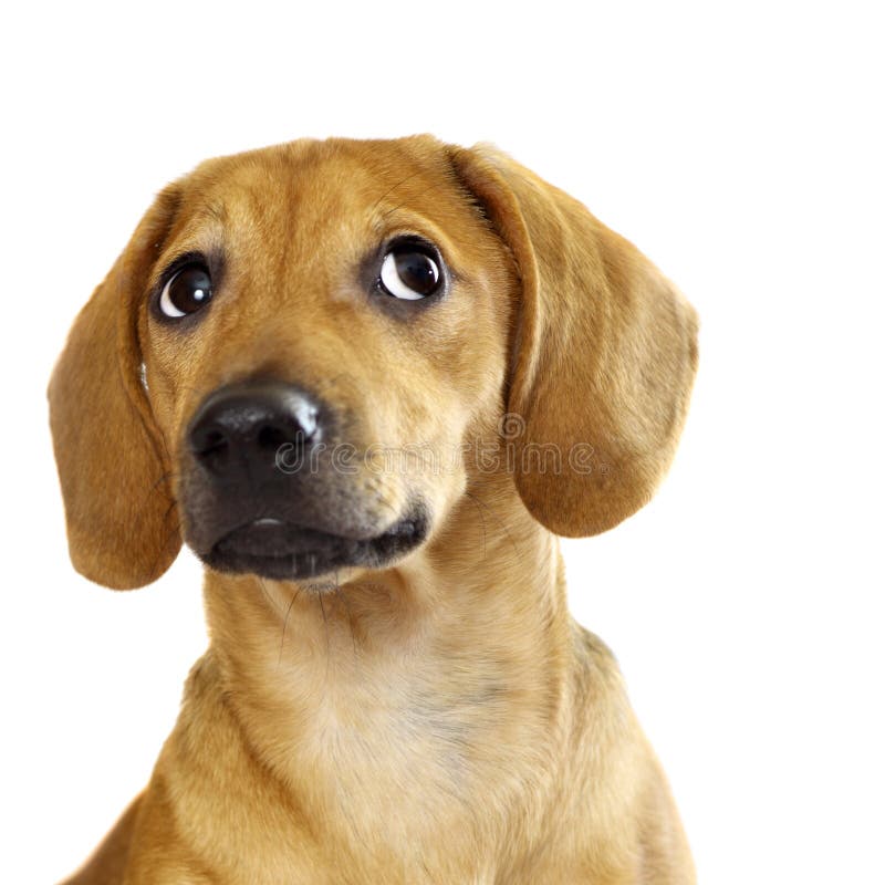 Dachshund puppy isolated over a white background. Dachshund puppy isolated over a white background