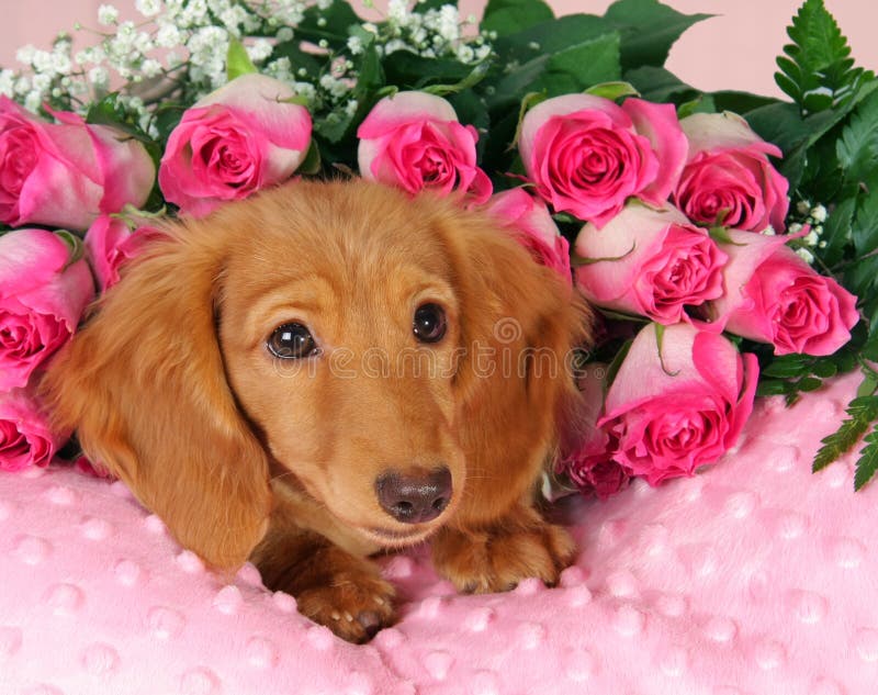 Dachshund puppy on a bed of roses. Dachshund puppy on a bed of roses.