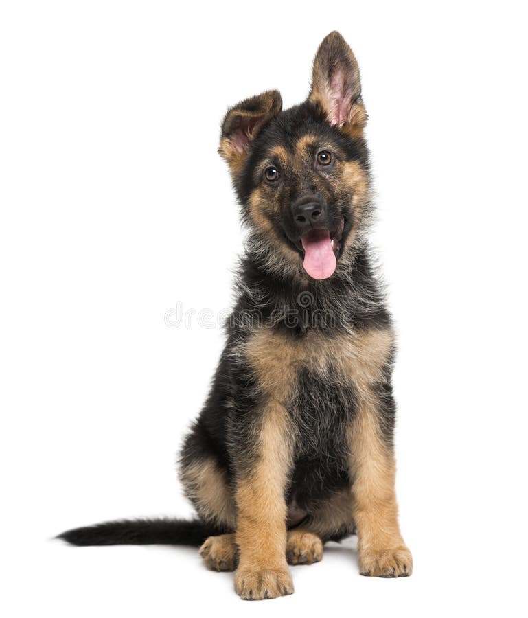 Het puppy van Duitse herderDog (3 maanden oud)