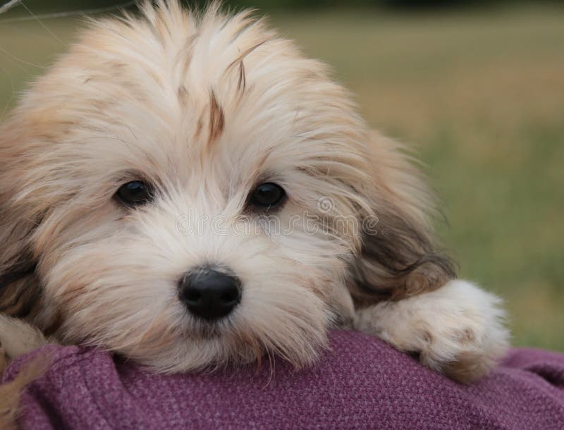 Het puppy van Havanese royalty-vrije stock foto's Het puppy van Havanese royalty-vrije stock foto's