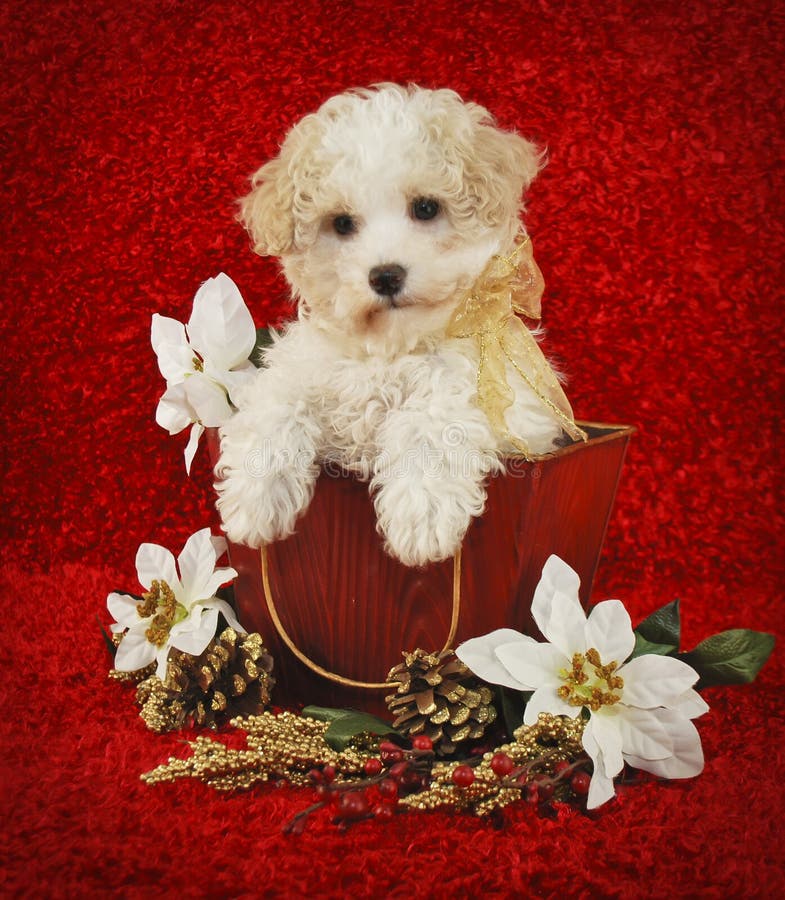 Sweet little Christmas puppy sitting in a basket with Christmas flowers on a red background. Sweet little Christmas puppy sitting in a basket with Christmas flowers on a red background.