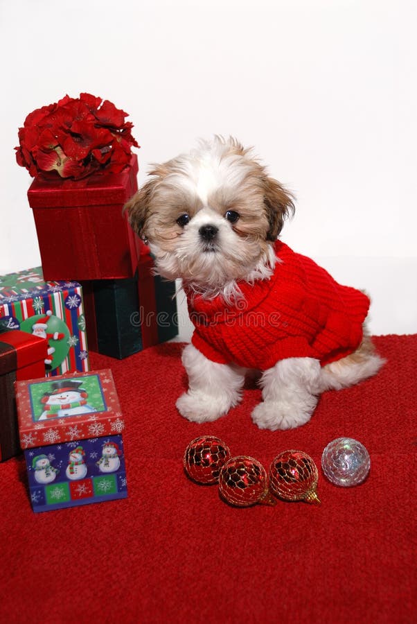 Christmas Puppy - A 12 week old female Shih Tzu puppy wearing a fashionably chic red knit sweater, standing next to Christmas packages and ornaments. Christmas Puppy - A 12 week old female Shih Tzu puppy wearing a fashionably chic red knit sweater, standing next to Christmas packages and ornaments.