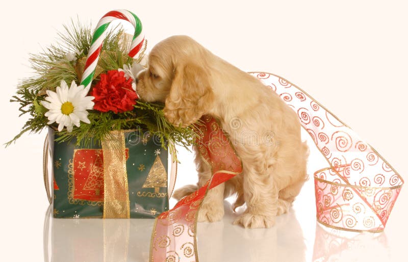 Cocker spaniel puppy smelling christmas flower arrangement isolated on white background. Cocker spaniel puppy smelling christmas flower arrangement isolated on white background