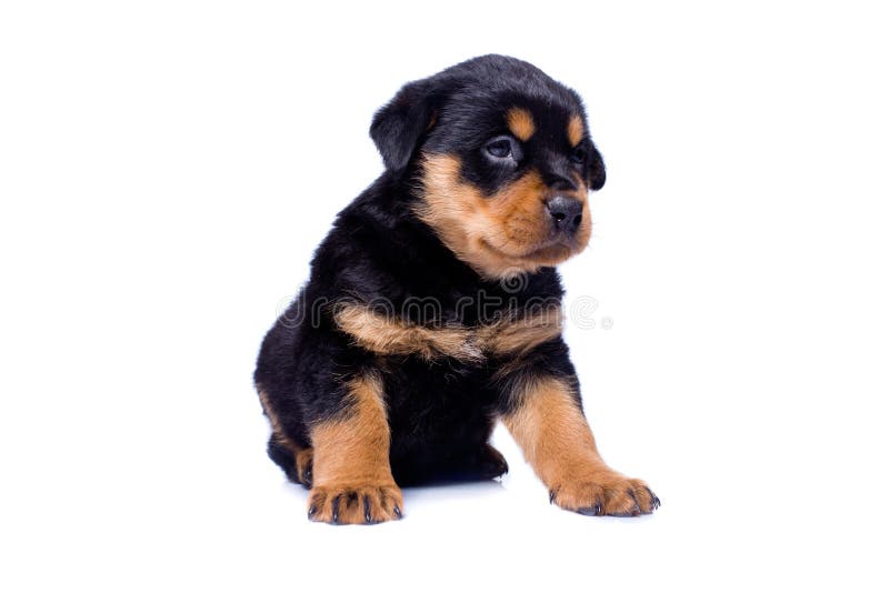 Rottweiler puppy sitting on isolated white background. Rottweiler puppy sitting on isolated white background