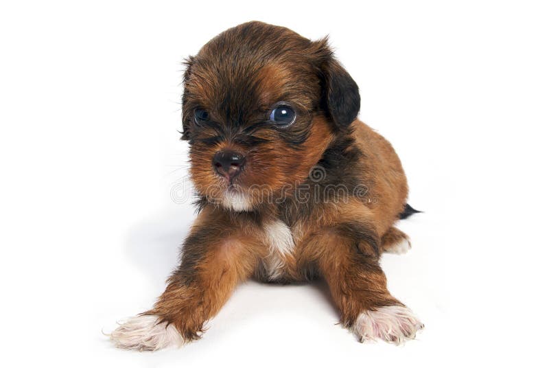Het Puppy van Shisu in geïsoleerdr stock afbeeldingen Het Puppy van Shisu in geïsoleerdr stock afbeeldingen