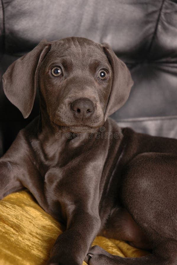 Cute little weimaraner puppy. Cute little weimaraner puppy