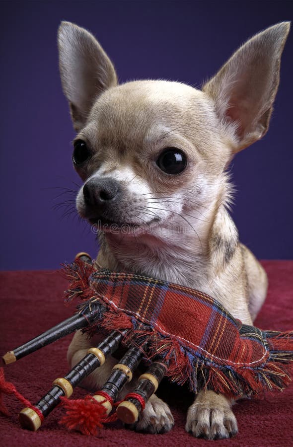 Het puppyhond van de Chihuahuababy in studiokwaliteit stock fotografie Het puppyhond van de Chihuahuababy in studiokwaliteit stock fotografie