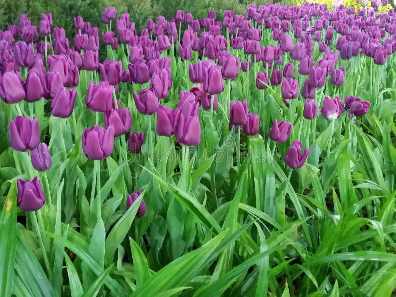 Het purpere tulpen Tot bloei komen, die prachtig bloeien stock afbeeldingen Het purpere tulpen Tot bloei komen, die prachtig bloeien stock afbeeldingen