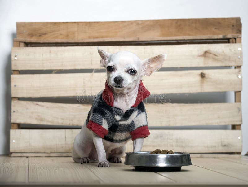 Het ras van de Chihuahuahond royalty-vrije stock fotografie Het ras van de Chihuahuahond royalty-vrije stock fotografie